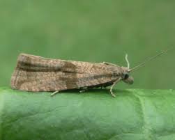 Attēlu rezultāti vaicājumam “Celypha striana”