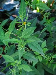 Attēlu rezultāti vaicājumam “Bidens frondosa leaf”