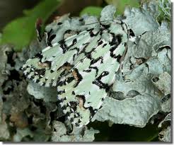 Attēlu rezultāti vaicājumam “Moma alpium”