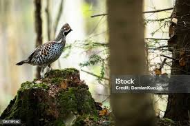 Attēlu rezultāti vaicājumam “Tetrastes bonasia”