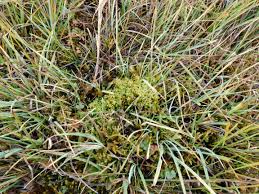 Attēlu rezultāti vaicājumam “Meesia triquetra”