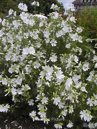 Image result for Malva moschata alba