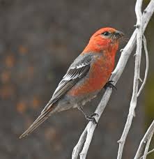 Attēlu rezultāti vaicājumam “Pinicola enucleator adult”