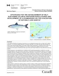 Image result for Coregonus huntsmani