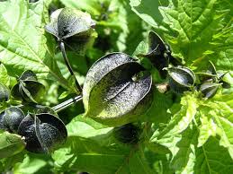 Attēlu rezultāti vaicājumam “Nicandra physalodes fruit”