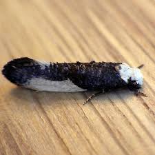 Attēlu rezultāti vaicājumam “Monopis monachella”