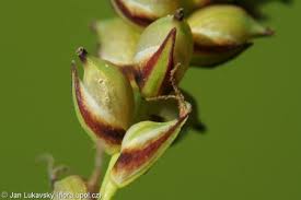 Attēlu rezultāti vaicājumam “Carex panicea fruit”