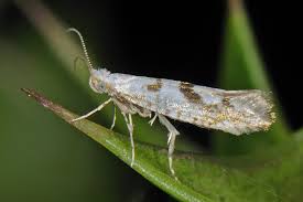 Attēlu rezultāti vaicājumam “Argyresthia semifusca”