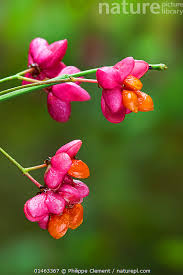 Attēlu rezultāti vaicājumam “Euonymus europaeus bud”