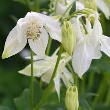 Attēlu rezultāti vaicājumam “Aquilegia vulgaris leaf”
