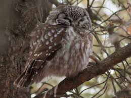 Attēlu rezultāti vaicājumam “Aegolius funereus”