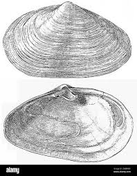 Attēlu rezultāti vaicājumam “Mya arenaria”