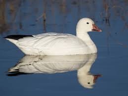 Image result for Anser caerulescens