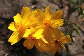 Attēlu rezultāti vaicājumam “Tagetes flower”