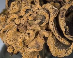 Attēlu rezultāti vaicājumam “Ionomidotis irregularis”