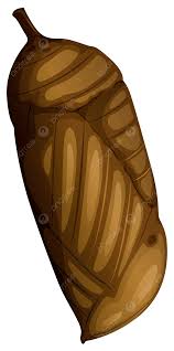 Attēlu rezultāti vaicājumam “pupa”