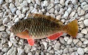 Image result for Sparisoma rubripinne