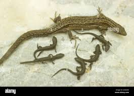 Attēlu rezultāti vaicājumam “Lacerta vivipara”