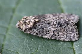 Attēlu rezultāti vaicājumam “Acronicta rumicis larva”