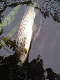 Image result for Carrick Angling Club