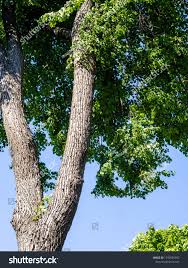 Attēlu rezultāti vaicājumam “Tilia x vulgaris”