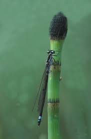 Attēlu rezultāti vaicājumam “Coenagrion armatum male”