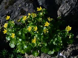Attēlu rezultāti vaicājumam “Saxifraga cymbalaria flower”