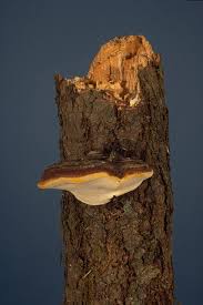 Attēlu rezultāti vaicājumam “Fomitopsis pinicola”