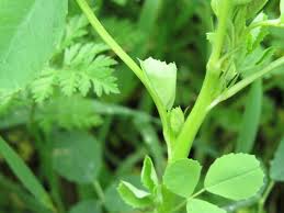 Attēlu rezultāti vaicājumam “Melilotus officinalis leaf”
