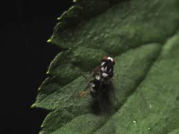 Attēlu rezultāti vaicājumam “Platypezidae”