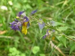 Attēlu rezultāti vaicājumam “Melampyrum nemorosum”