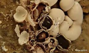 Attēlu rezultāti vaicājumam “Diderma testaceum”