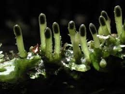 Attēlu rezultāti vaicājumam “Leiocolea heterocolpos”