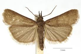 Attēlu rezultāti vaicājumam “Hypochalcia ahenella”