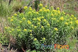 Attēlu rezultāti vaicājumam “Euphorbia palustris”