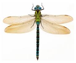 Attēlu rezultāti vaicājumam “Aeshna viridis”