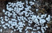 Attēlu rezultāti vaicājumam “Physarum ovisporum spores”