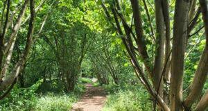 Image result for Purton Cricket Club