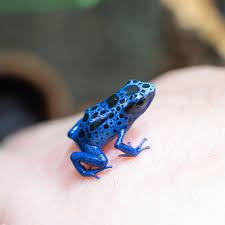 Image result for blauer baumsteiger