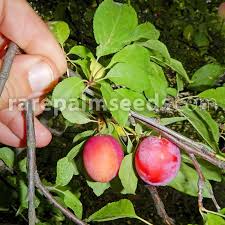 Attēlu rezultāti vaicājumam “Prunus domestica subsp. domestica”