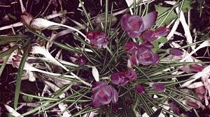 Attēlu rezultāti vaicājumam “Crocus tommasinianus flower”