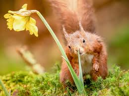 Image result for Solent Viragos