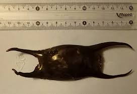 Image result for Raja montagui