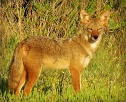 Image result for Hartlepool Coyotes