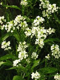 Attēlu rezultāti vaicājumam “Armoracia rusticana”