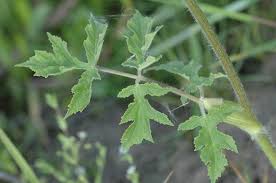 Image result for Heracleum sphondylium