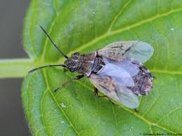 Attēlu rezultāti vaicājumam “Nithecus jacobaeae”