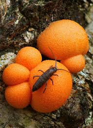 Attēlu rezultāti vaicājumam “Diderma deplanatum”