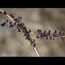 Attēlu rezultāti vaicājumam “Lamproderma pseudomaculatum”