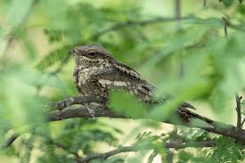 Attēlu rezultāti vaicājumam “Caprimulgus europaeus adult”